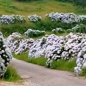 Casa Habanerin , As Figueiras (Asturias) España